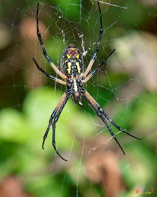 Black and Yellow Argiope or Yellow Garden Spider (Argiope aurantia) (DIN0230)