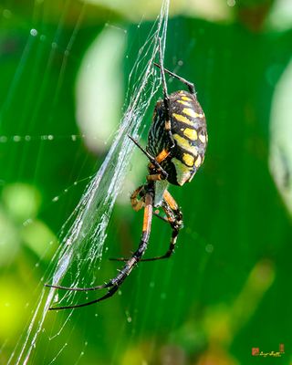 Black and Yellow Argiope (Argiope aurantia) (DIN0364)