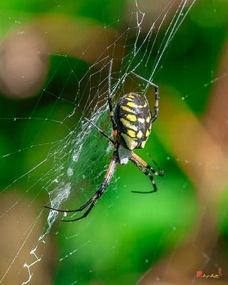 Black and Yellow Argiope (Argiope aurantia) (DIN0365)