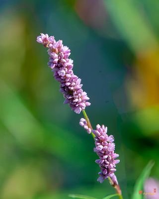 Dense-flowered Smartweed (Persicaria glabra) (DFL1274)