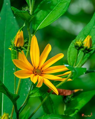 Pale-leaved Sunflower (Helianthus strumosus) (DFL1275)