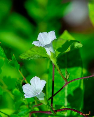 Small White Morning Glory, Pitted Morning Glory or Whitestar (Ipomoea lacunosa) (DFL1284)