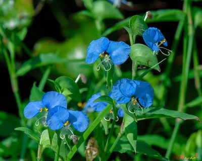 Erect Dayflower (Commelina erecta) (DFL1290)