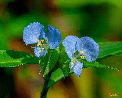 Virginia Dayflower (Commelina virginica) (DFL1292)