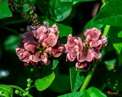 American Groundnut, Potato Bean, Hopniss, Indian Potato, Hodoimo, or America-Hodoimo (Apios americana) (DFL1299)