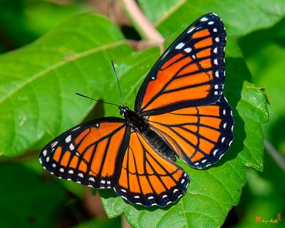 Viceroy Butterfly (Limenitis archippus) (DIN0368)