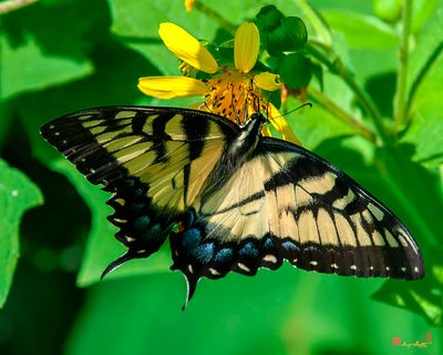 Eastern Tiger Swallowtail (Papilio glaucus) (DIN0370)