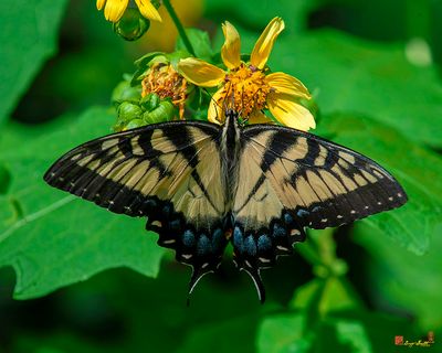 Eastern Tiger Swallowtail (Papilio glaucus) (DIN0371)