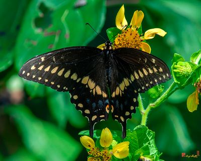 Black Swallowtail (Papilio polexenes) (DIN0373)