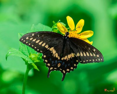 Black Swallowtail (Papilio polexenes) (DIN0374)