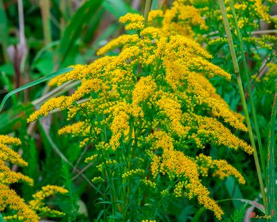 Rough-stemmed Goldenrod, Rough-leaf Goldenrod or Wrinkle-leaf Goldenrod (Solidago rugosa) (DFL1301)