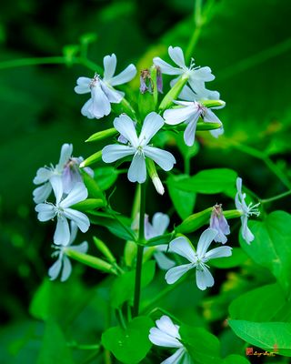 Bouncing Bet, Sweet Betty, or Soapwort (Saponaria officinalis) (DFL1304)