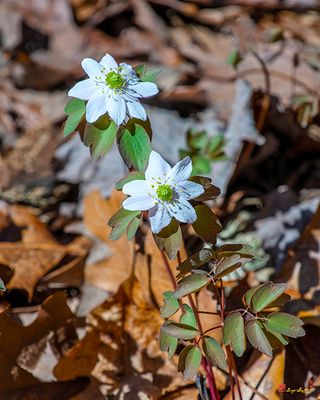 Rue Anemone (Thalictrum thalictroides) (DFL1308)