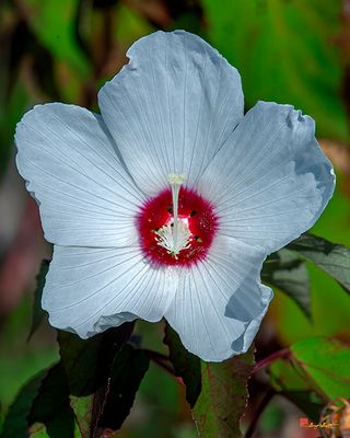 Crimson-eyed Rosemallow (Hibiscus moscheutos) (DFL1311)