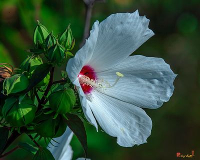 Crimson-eyed Rosemallow (Hibiscus moscheutos) (DFL1312)