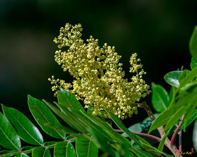 Winged Sumac, Dwarf Sumac, Shining Sumac or Flameleaf Sumac (Rhus copallinum) (DFL1314)