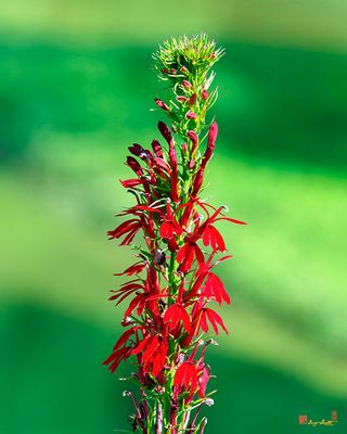 Cardinal Flower or Cardinal Lobelia (Lobelia cardinalis) (DFL1315)