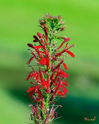 Cardinal Flower or Cardinal Lobelia (Lobelia cardinalis) (DFL1316)