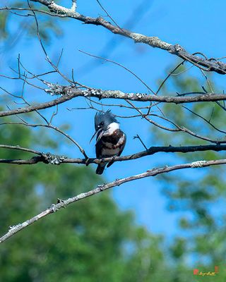 Female Belted Kingfisher (Megaceryle alcyon) (DSB0404)