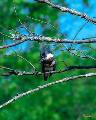 Female Belted Kingfisher (Megaceryle alcyon) (DSB0405)