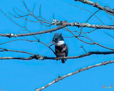 Female Belted Kingfisher (Megaceryle alcyon) (DSB0406)