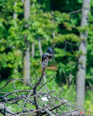 Female Belted Kingfisher (Megaceryle alcyon) (DSB0407)