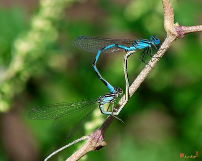 Blue-tipped Dancer Damselflies Mating (Argia tibialis) (DIN0224)