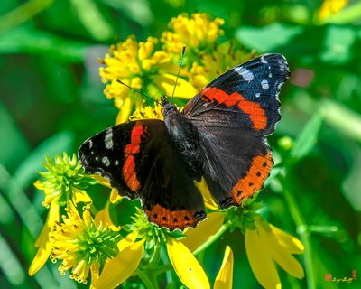 Red Admiral Butterfly (Vanessa atalanta) (DIN0209)