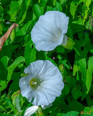 Morning Glory or Hedge Bindweed (Calystegia sepium) (DFL1324)