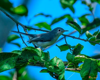 Blue-gray Gnatcatcher (Polioptila caerulea) (DSB0408)