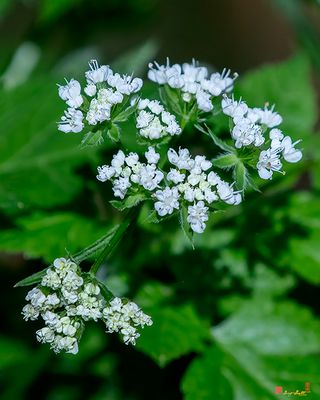 Sweet Cicely or Hairy Sweet Cicely