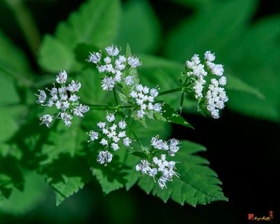 Sweet Cicely or Hairy Sweet Cicely (Osmorhiza clatonii) (DFL1328)