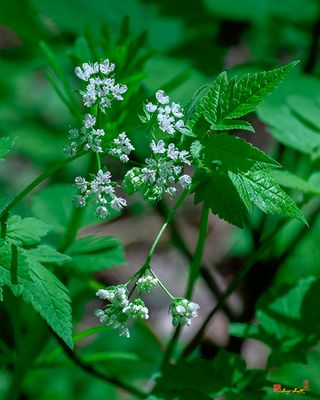 Sweet Cicely or Hairy Sweet Cicely (Osmorhiza clatonii) (DFL1329)