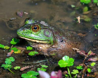 American Bullfrog (Lithobates catesbeianus) (DAR055)