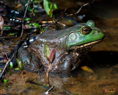 American Bullfrog (Lithobates catesbeianus) (DAR056)