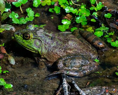 American Bullfrog (Lithobates catesbeianus) (DAR057)