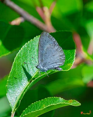 Spring Azure Butterfly (Celastrina ladon) (DIN0379)