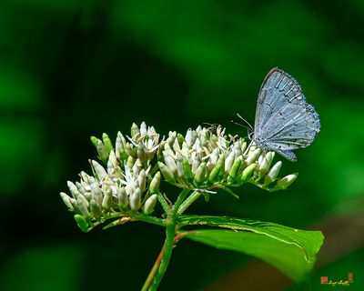 Spring Azure Butterfly (Celastrina ladon) (DIN0380)