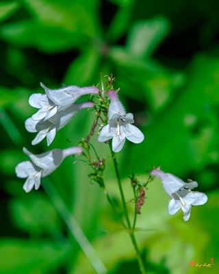 Figwort and Beardtongue Family (Scrophulariaceae)
