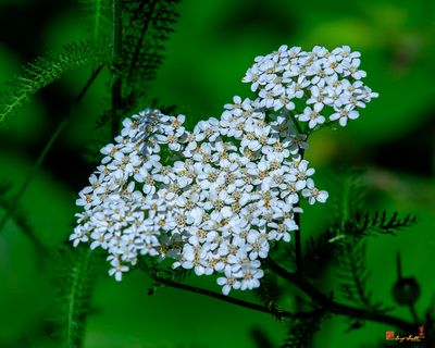 Common Yarrow (Achillea millefolium) (DFL1336)