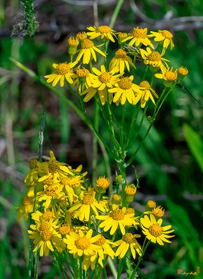 Golden Ragwort (Packera aurea) (DFL1353)