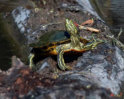 Red-eared Slider (Trachemys scripta elegans) (DAR058)