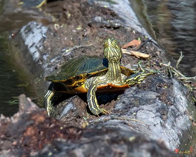 Red-eared Slider (Trachemys scripta elegans) (DAR059)