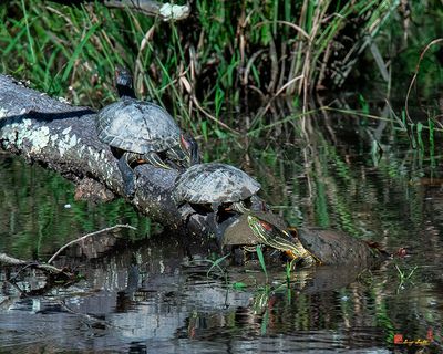 Red-eared Sliders (Trachemys scripta elegans) (DAR060)