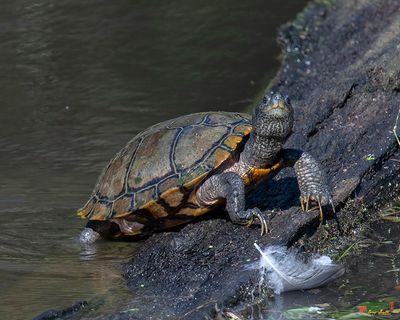 Western Pond Turtle (Actinemys marmorata) (DAR062)
