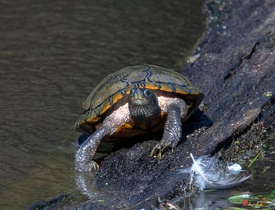 Western Pond Turtle (Actinemys marmorata) (DAR063)