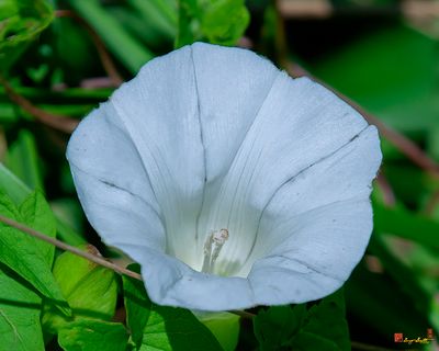 Morning Glory or Hedge Bindweed (Calystegia sepium) (DFL1358)