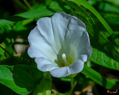 Morning Glory or Hedge Bindweed (Calystegia sepium) (DFL1359)