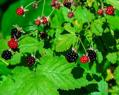 Allegheny Blackberries (Rubus allegheniensis) (DFL1362)
