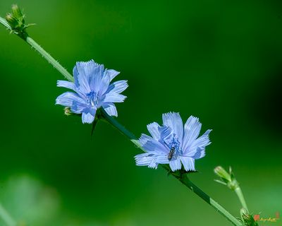 Chicory (Chicorium intybus) (DFL1363)